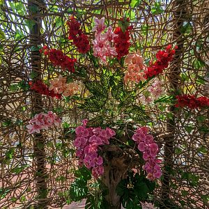 Aviarius - Costa Maya - exit area flowers