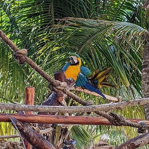 Aviarius - Costa Maya - macaw perch - blue and gold macaw