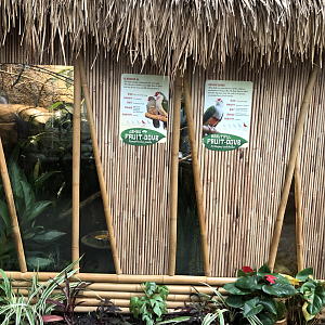 Tropic World-Asia Fruit-Doves