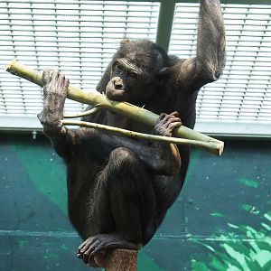 Bonobo (Pan paniscus), 2022-11-12