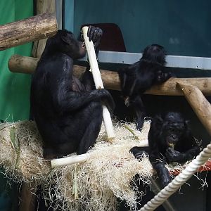 Bonobos (Pan paniscus), 2022-11-12
