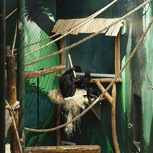 Scientific observation window for bonobos, 2022-11-12