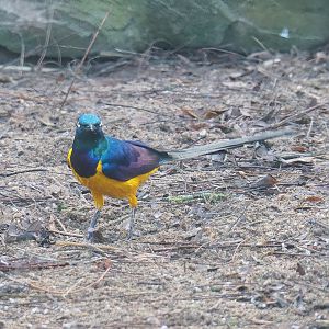 Golden-breasted starling (Lamprotornis regius), 2022-11-12