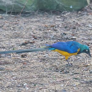 Golden-breasted starling (Lamprotornis regius), 2022-11-12