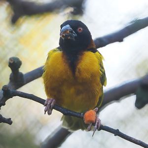 Village weaver (Ploceus cucullatus), 2022-11-12