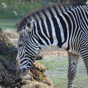Grévy's zebra (Equus grevyi), 2022-11-12