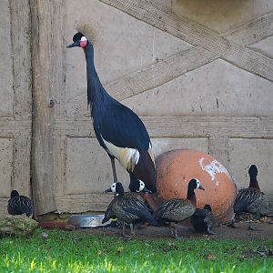 Western black crowned crane (Balearica pavonina pavonina) and White-faced whistling ducks (Dendrocygna viduata), 2022-11-12