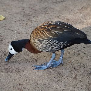 White-faced whistling duck (Dendrocygna viduata), 2022-11-12