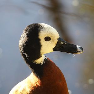 White-faced whistling duck (Dendrocygna viduata), 2022-11-12