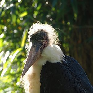 Marabou (Marabou stork) (Leptoptilos crumenifer), 2022-11-12