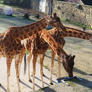 Kordofan giraffes (Giraffa camelopardalis antiquorum), 2022-11-12