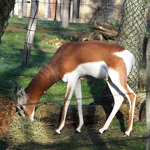 Mhorr gazelle (Nanger dama mhorr), 2022-11-12