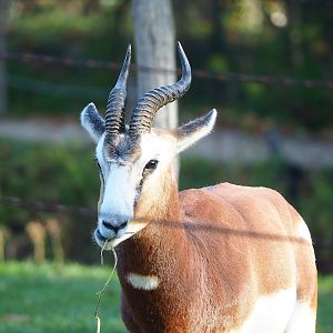 Mhorr gazelle (Nanger dama mhorr), 2022-11-12