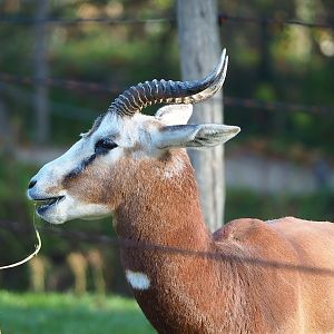 Mhorr gazelle (Nanger dama mhorr), 2022-11-12