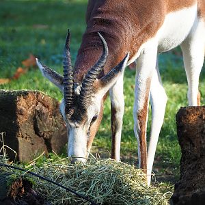 Mhorr gazelle (Nanger dama mhorr), 2022-11-12