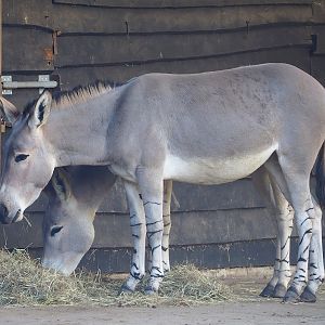 Somali wild ass (Equus africanus somaliensis), 2022-11-12