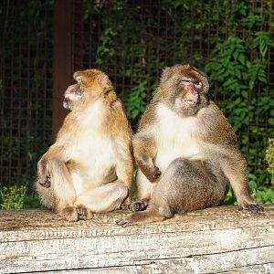 Barbary macaque (Macaca sylvanus), 2022-11-12
