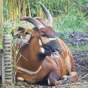 Mountain bongo (Tragelaphus eurycerus isaaci), 2022-11-12