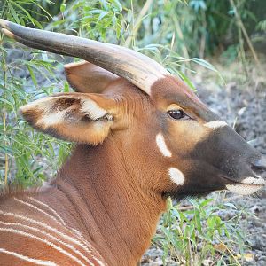 Mountain bongo (Tragelaphus eurycerus isaaci), 2022-11-12