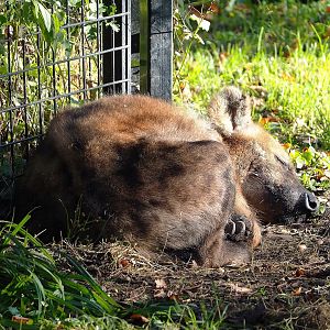 Spotted hyena (Crocuta crocuta), 2022-11-12