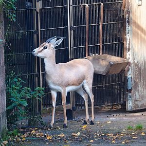 Slender-horned gazelle (Gazella leptoceros), 2022-11-12