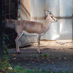 Slender-horned gazelle (Gazella leptoceros), 2022-11-12
