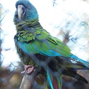 Blue-headed macaw (Primolius couloni), 2022-11-12