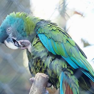 Blue-headed macaw (Primolius couloni), 2022-11-12