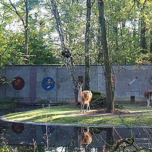 Capybara and Callitrichid house and part of Capybara and guanaco paddock, 2022-11-12
