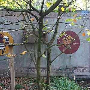 South American themed murals on Capybara and Callitrichid house, 2022-11-12