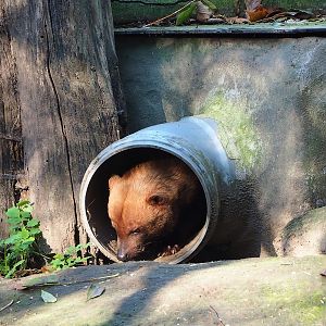 Bush dog (Speothos venaticus), 2022-11-12