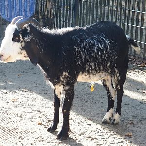Domestic goat (Capra hircus), 2022-11-12
