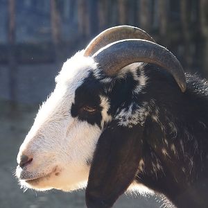 Domestic goat (Capra hircus), 2022-11-12