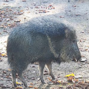 Chacoan peccary (Catagonus wagneri), 2022-11-12
