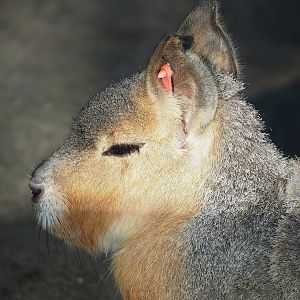 Patagonian mara (Dolichotis patagonum), 2022-11-12