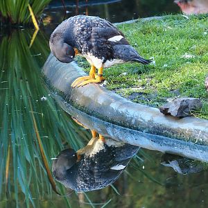 Magellanic flightless steamer duck (Tachyeres pteneres), 2022-11-12