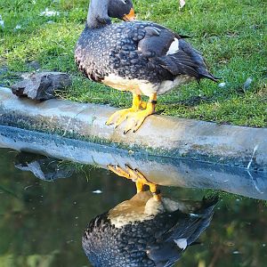 Magellanic flightless steamer duck (Tachyeres pteneres), 2022-11-12