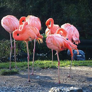 American flamingos (Phoenicopterus ruber), 2022-11-12