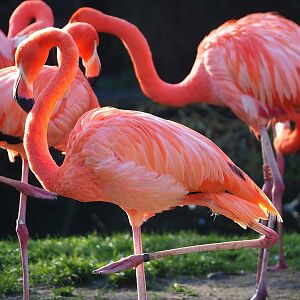 American flamingo (Phoenicopterus ruber), 2022-11-12