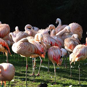 Chilean flamingos (Phoenicopterus chilensis), 2022-11-12