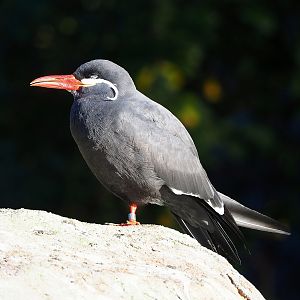 Inca tern (Larosterna inca), 2022-11-12