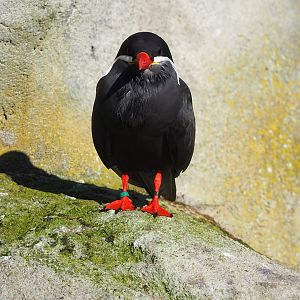 Inca tern (Larosterna inca), 2022-11-12