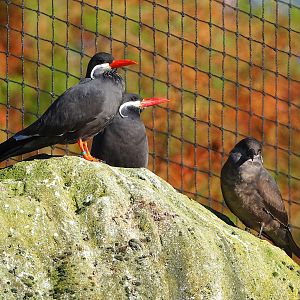 Inca terns (Larosterna inca), 2022-11-12