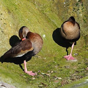 Southern black-bellied whistling ducks (Dendrocygna autumnalis autumnalis), 2022-11-12
