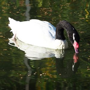 Black-necked swan (Cygnus melancoryphus), 2022-11-12