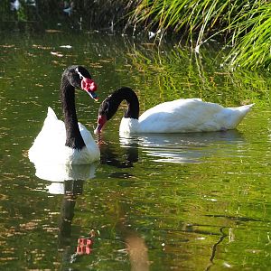 Black-necked swans (Cygnus melancoryphus), 2022-11-12