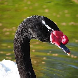 Black-necked swan (Cygnus melancoryphus), 2022-11-12