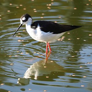 Black-necked stilt (Himantopus mexicanus), 2022-11-12