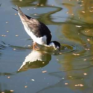 Black-necked stilt (Himantopus mexicanus), 2022-11-12