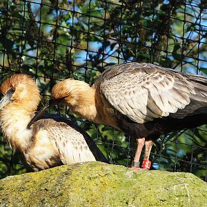 Black-faced ibis (Theristicus melanopis), 2022-11-12